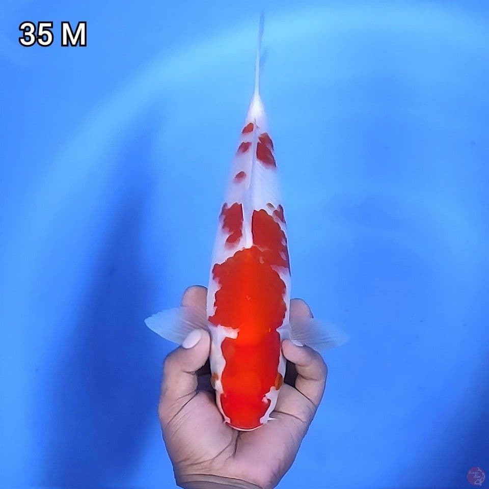 Kohaku Strong Original 35cm Jantan