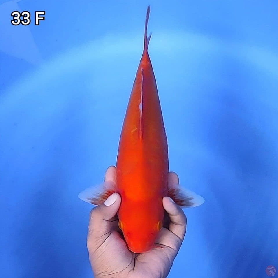 Doitsu Aka Hajiro 33cm Betina