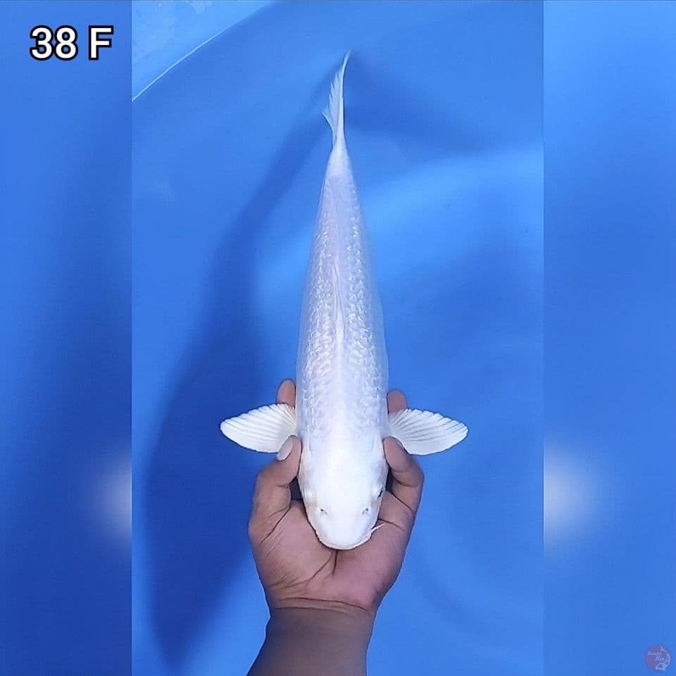 Platinum Ginrin Jumbo 40bu 38cm Betina