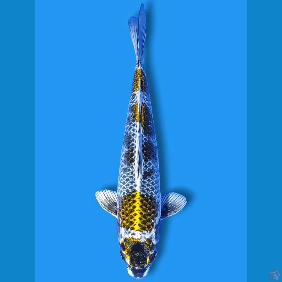 maruten 30cm