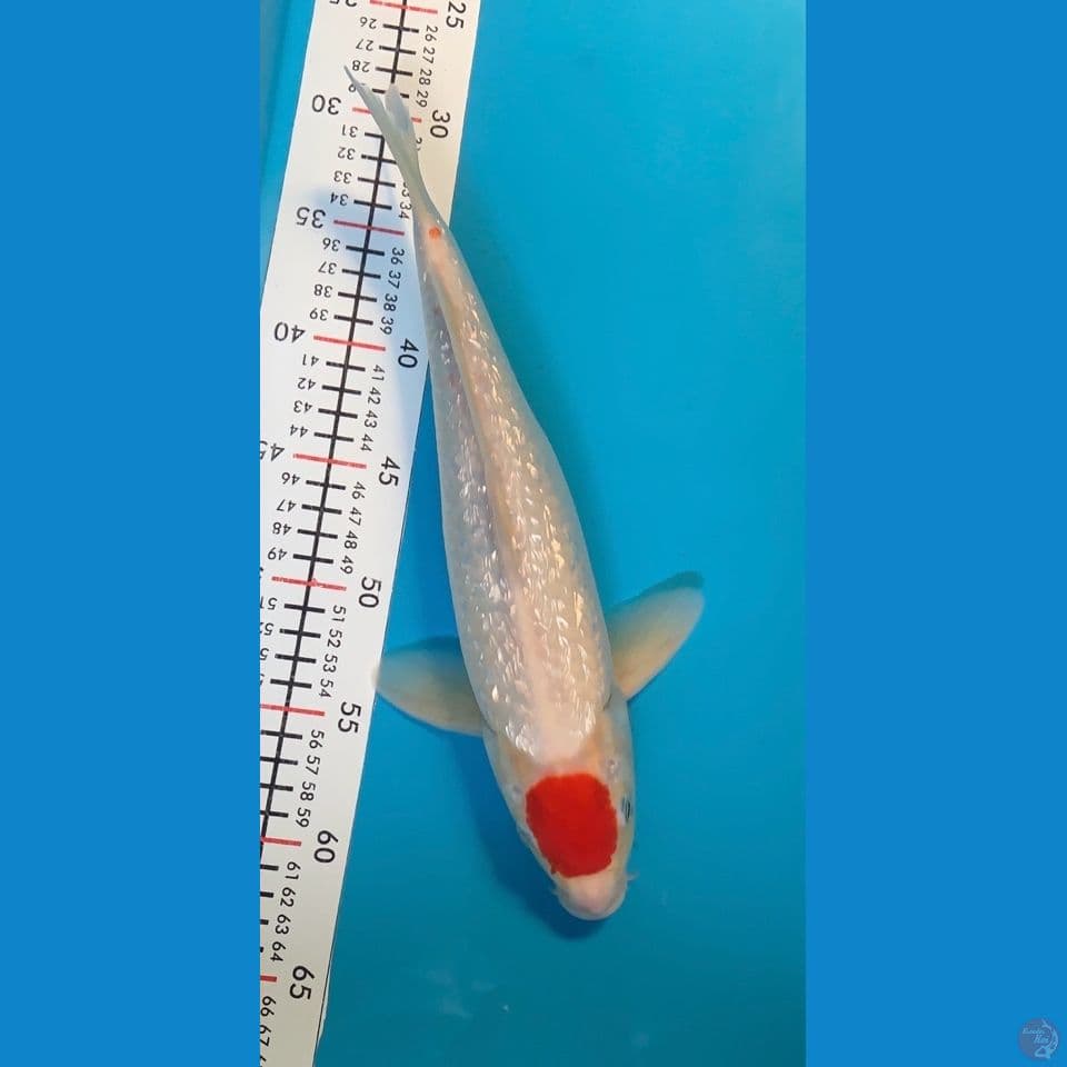 tancho kohaku ginrin