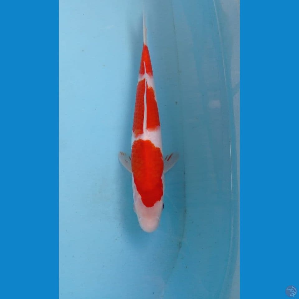 kohaku, 29 cm