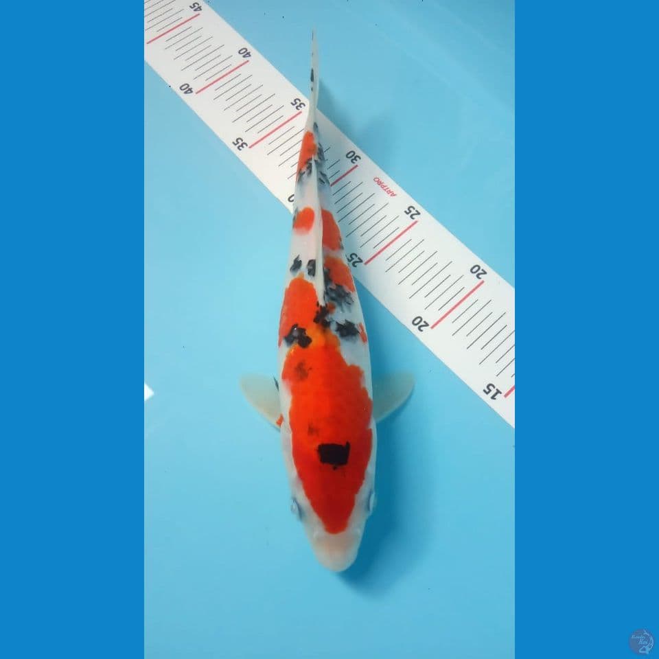 sanke 29cm