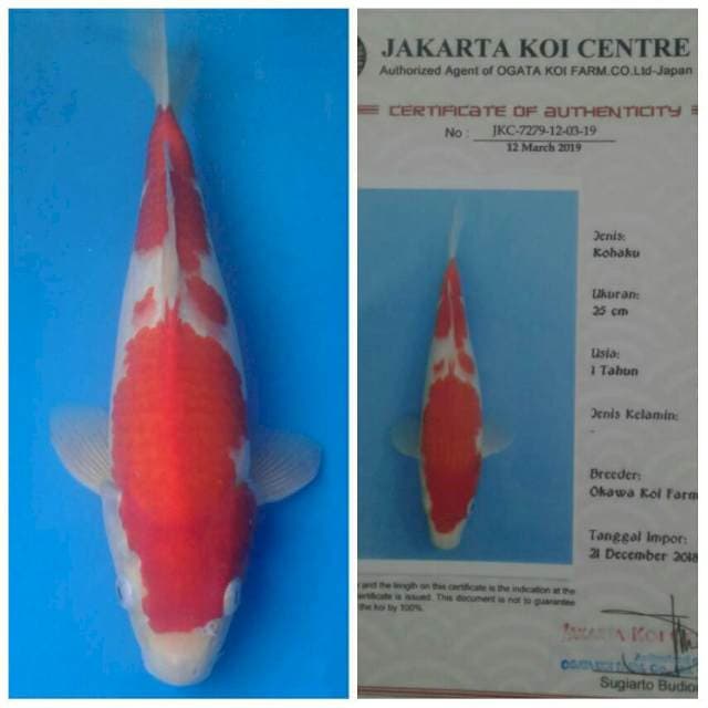 Okawa Kohaku