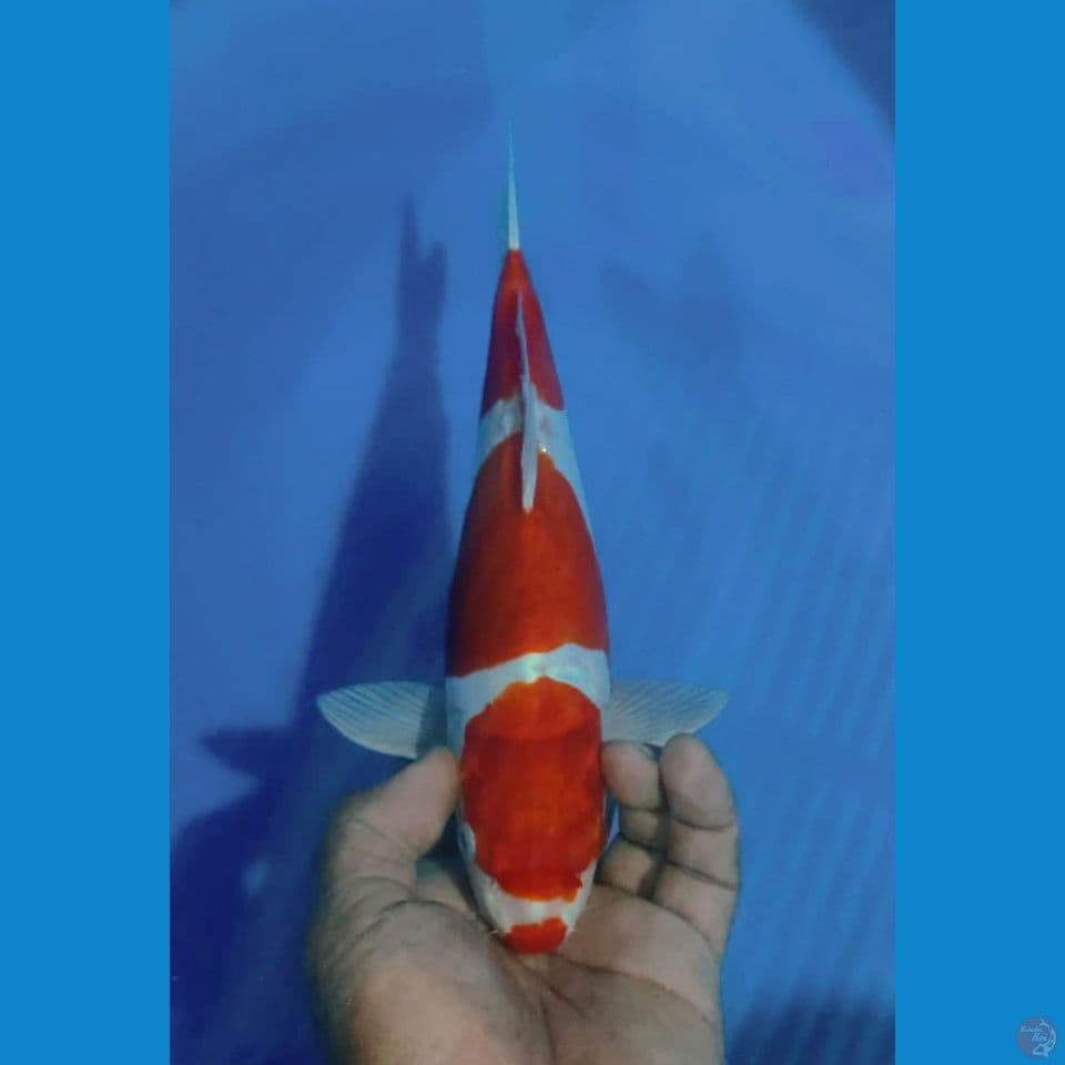 DOITSU 31CM
