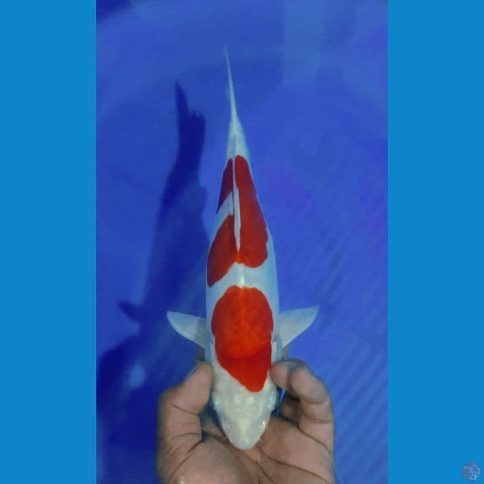 KUSUI 32CM