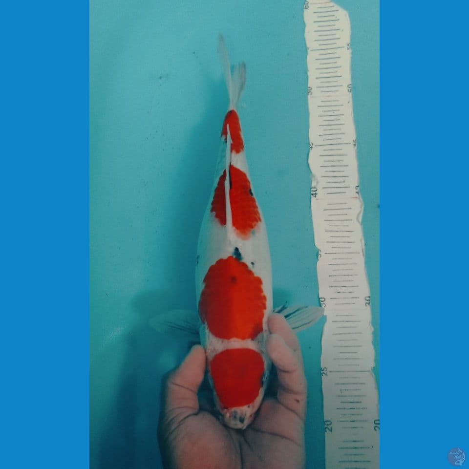 MARUTEN 35CM