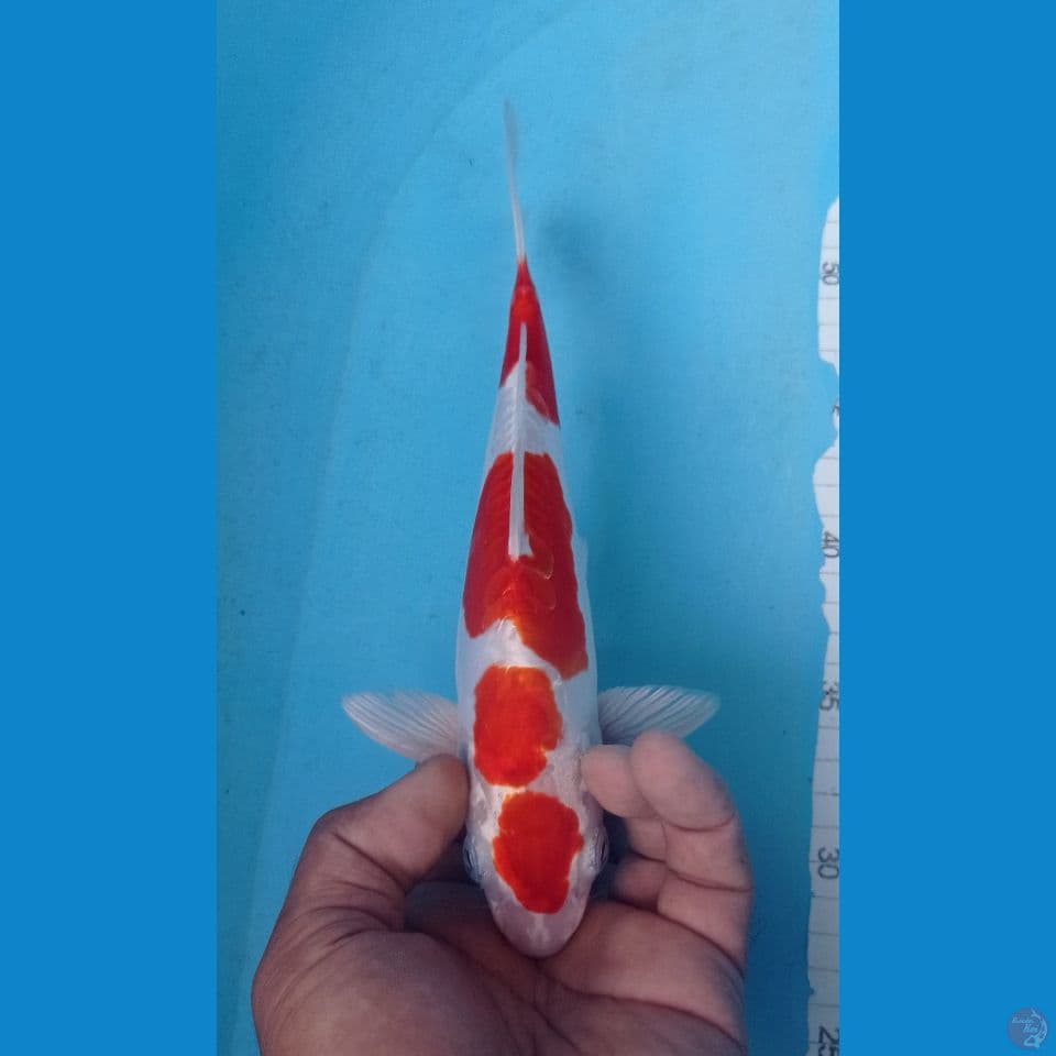 KUSHUI 26CM