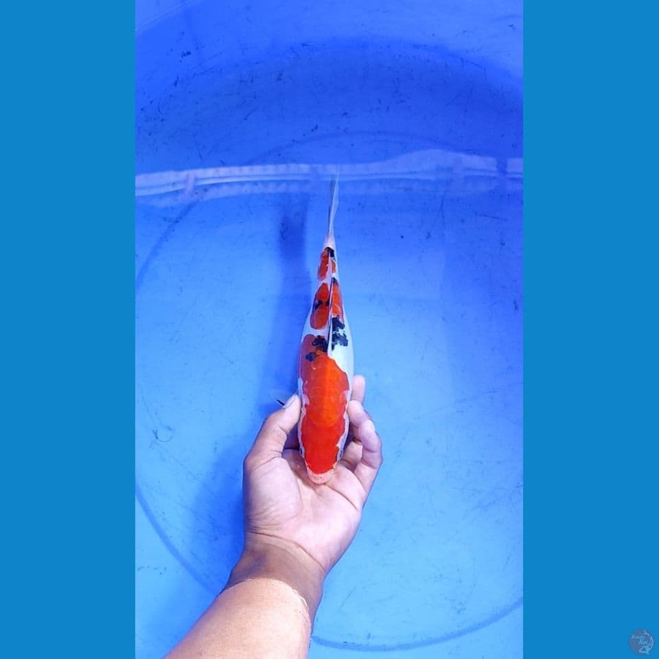 SANKE DOITSU 24 CM