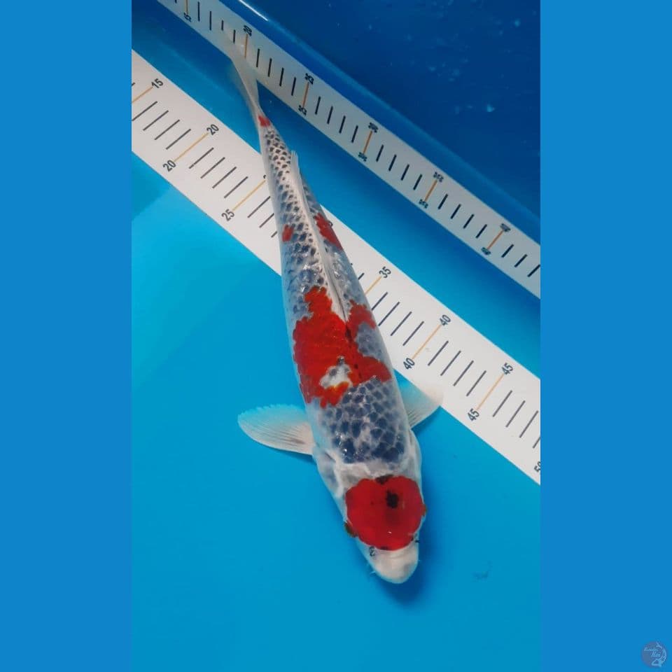 goshiki 35cm