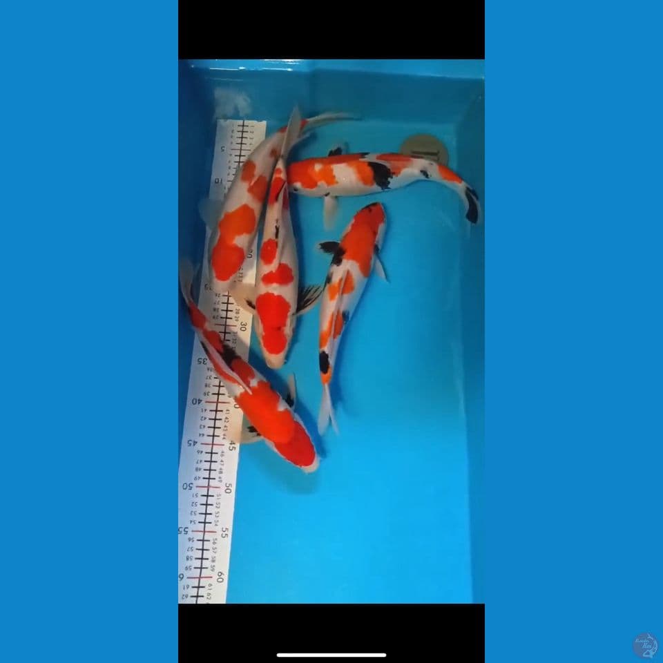 paket showa 4 kohaku 1