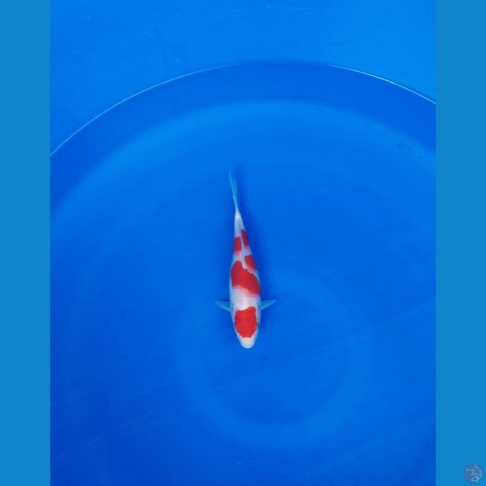 kohaku