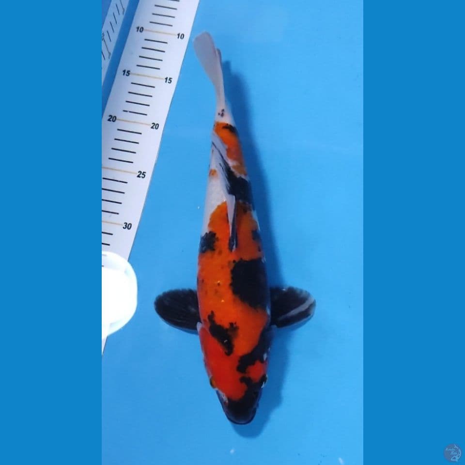 SHOWA HQ - 33CM - MALE