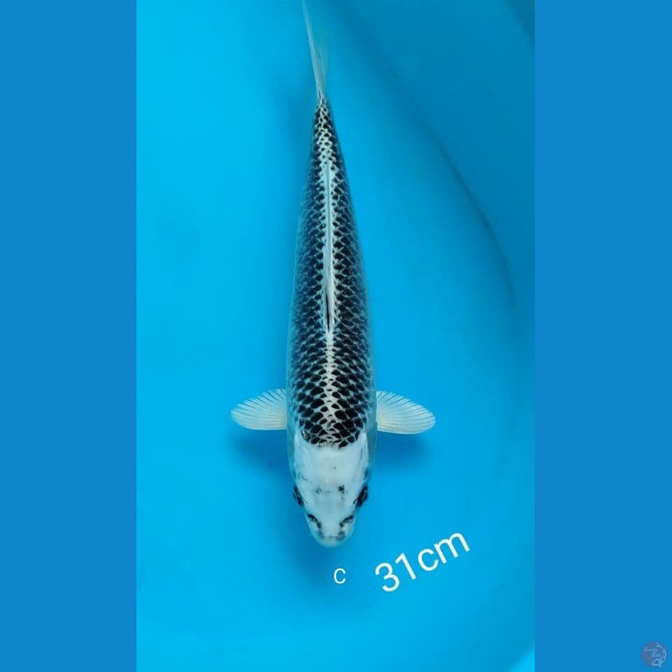 GIN MADSUBA 31CM