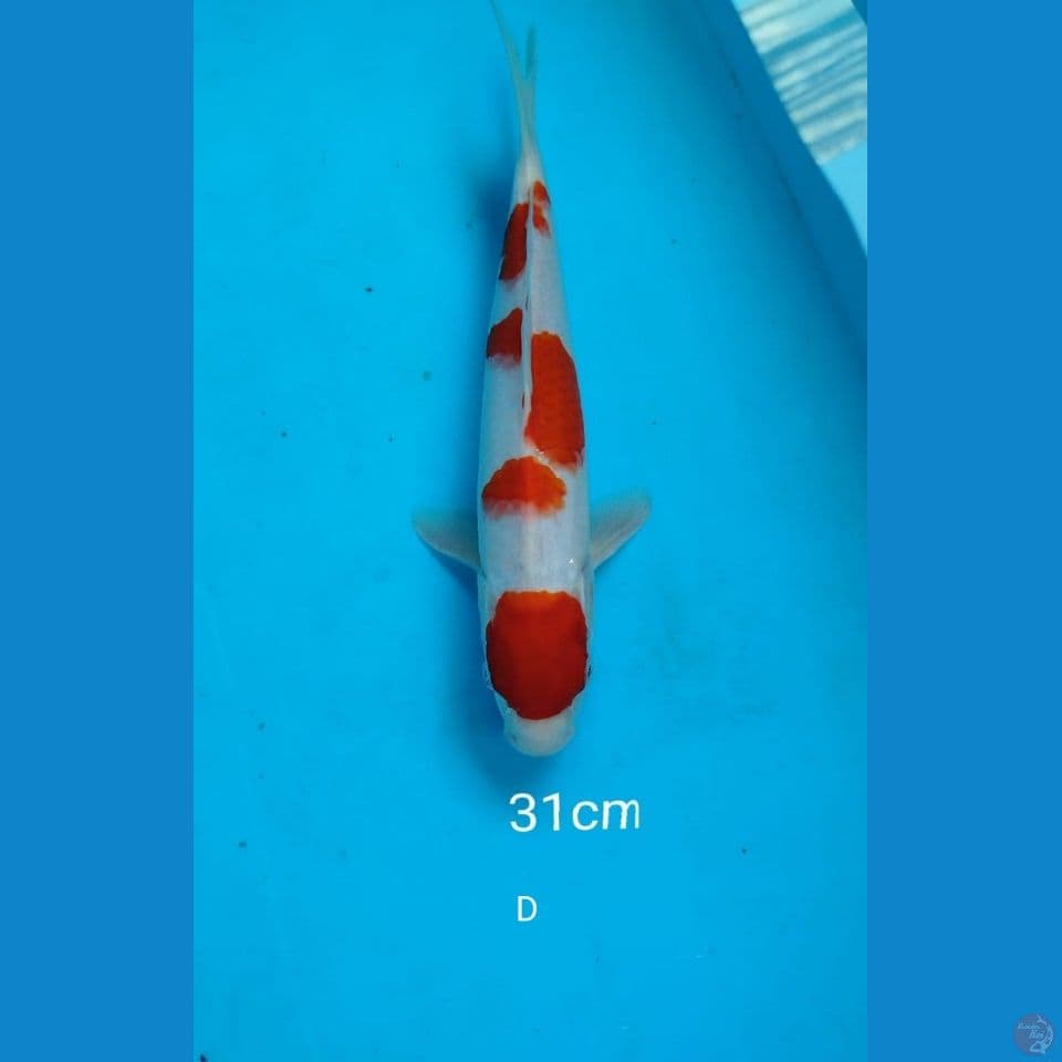 Kohaku 31cm