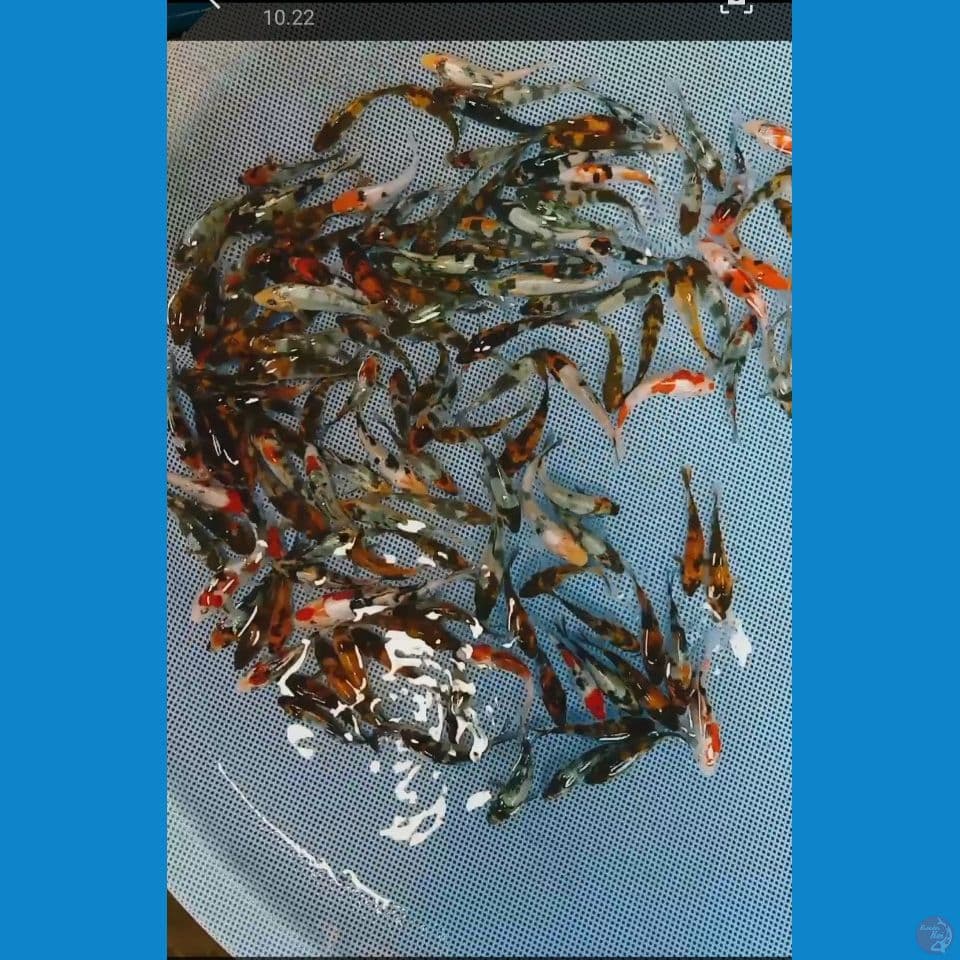 bibitan mix 5 9 cm 130 ekor