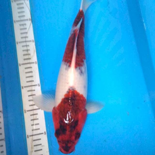 BUDO GOROMO 37 cm