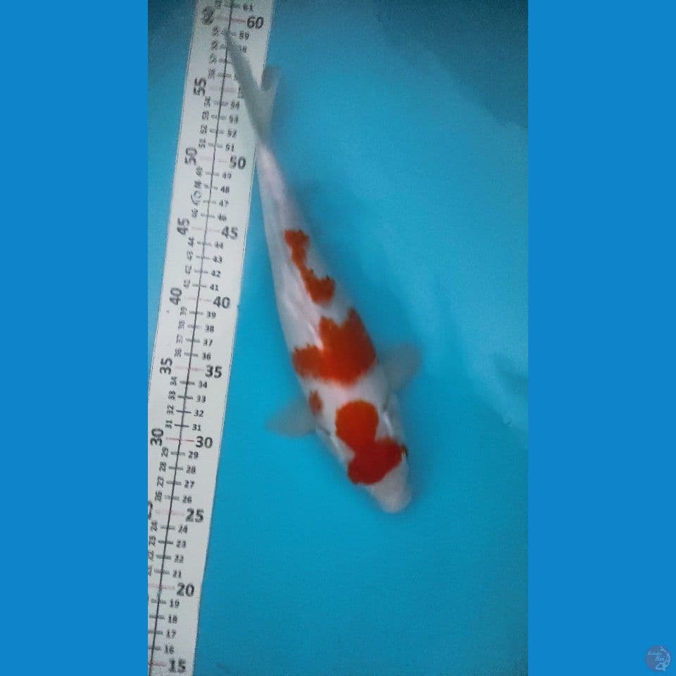 kohaku 37cm fm