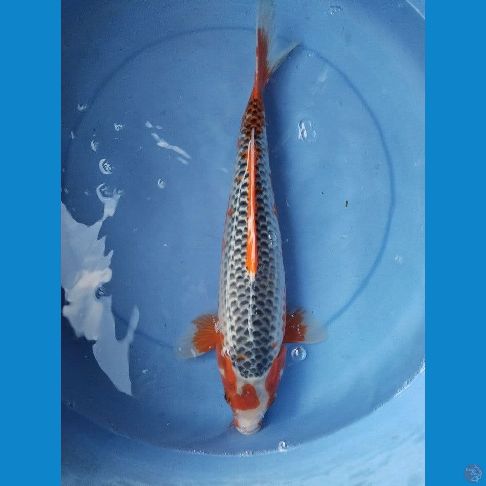 Asagi 37 cm