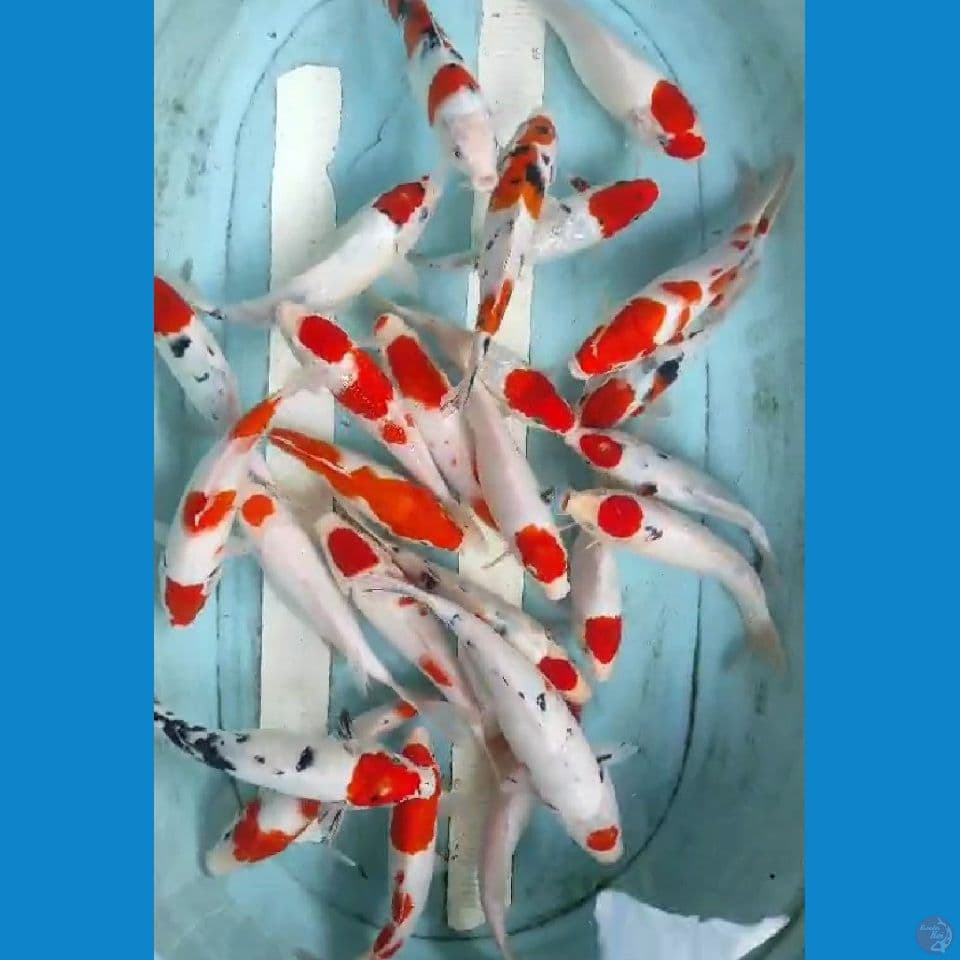 kohaku sanky 20-25cm 25 ekor