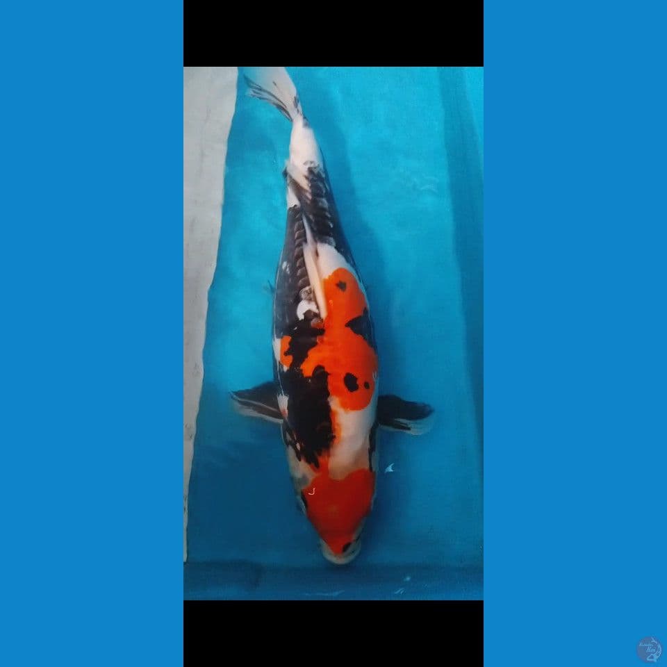 DOITSU SHOWA 45CM