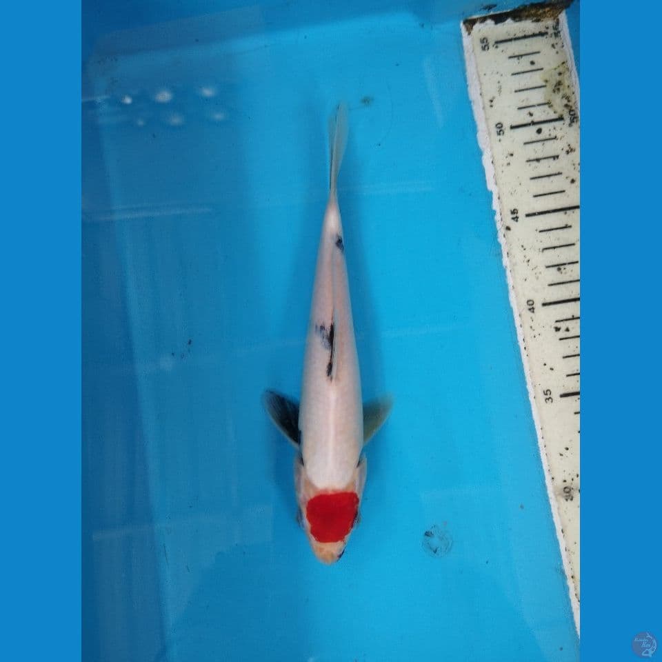 tancho showa 23cm