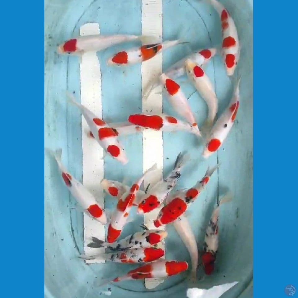 kohaku sanky 20-23cm 20 ekor