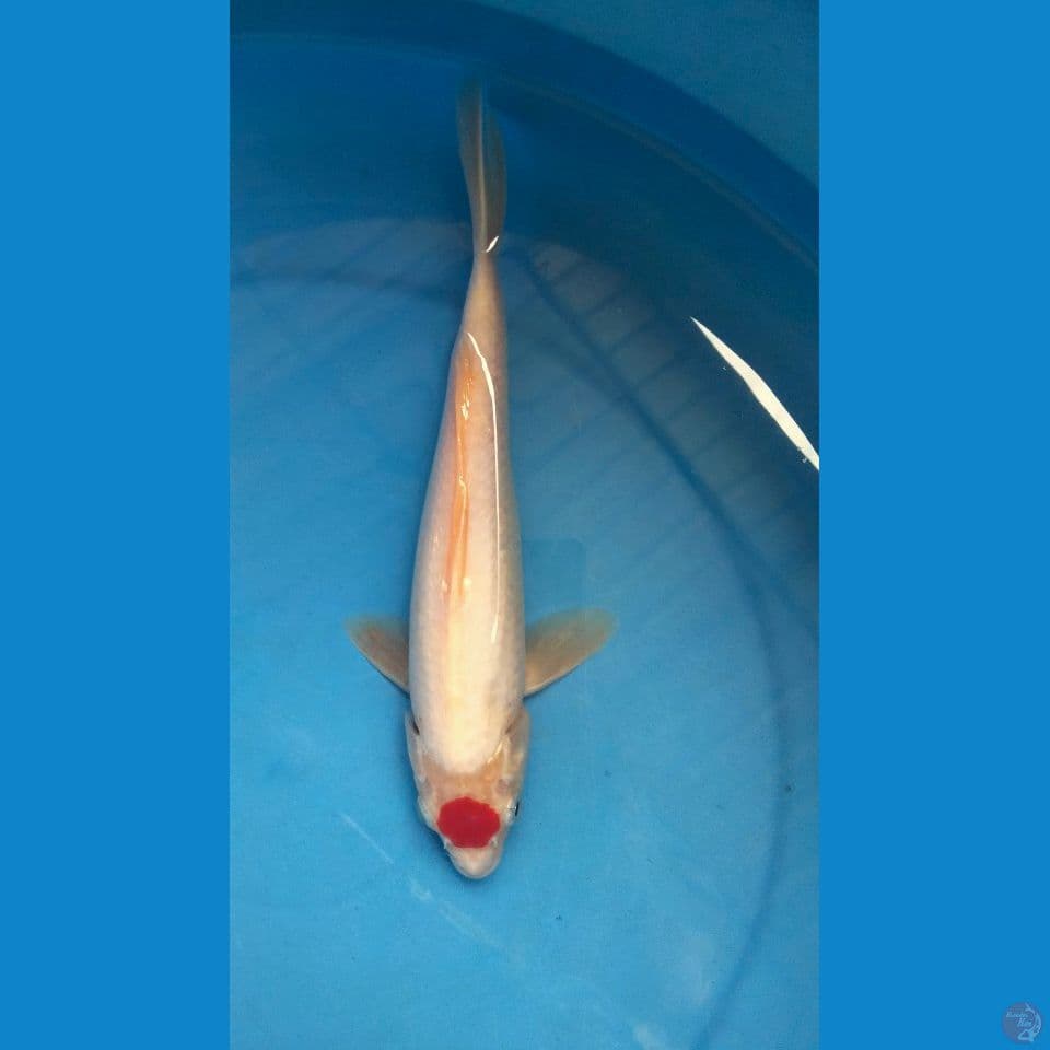 TANCHO 25 CM