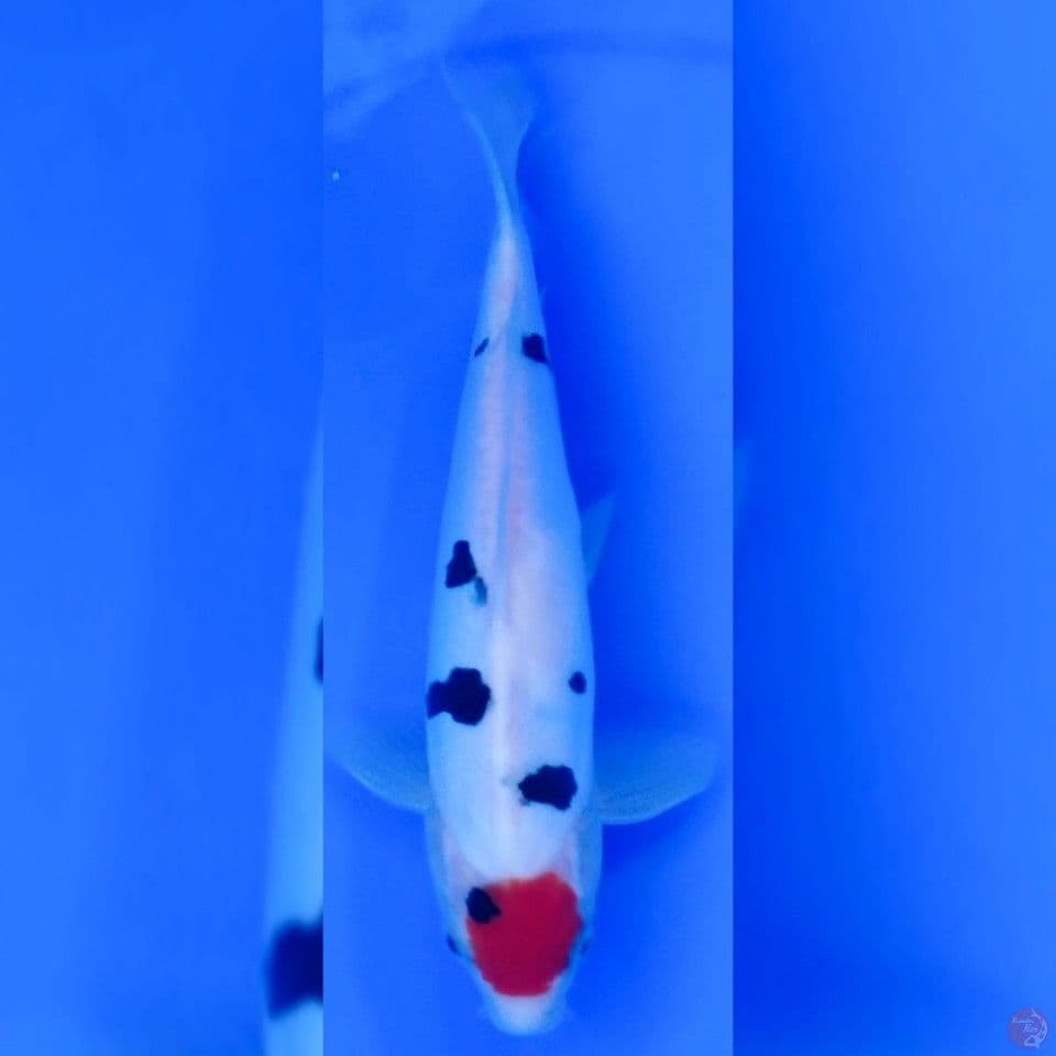 tancho sanke doitsu 27cm