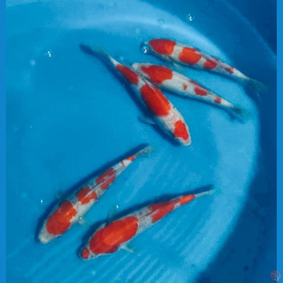 MIX KOI 25CM