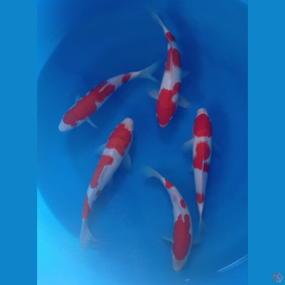 KOHAKU 30CM
