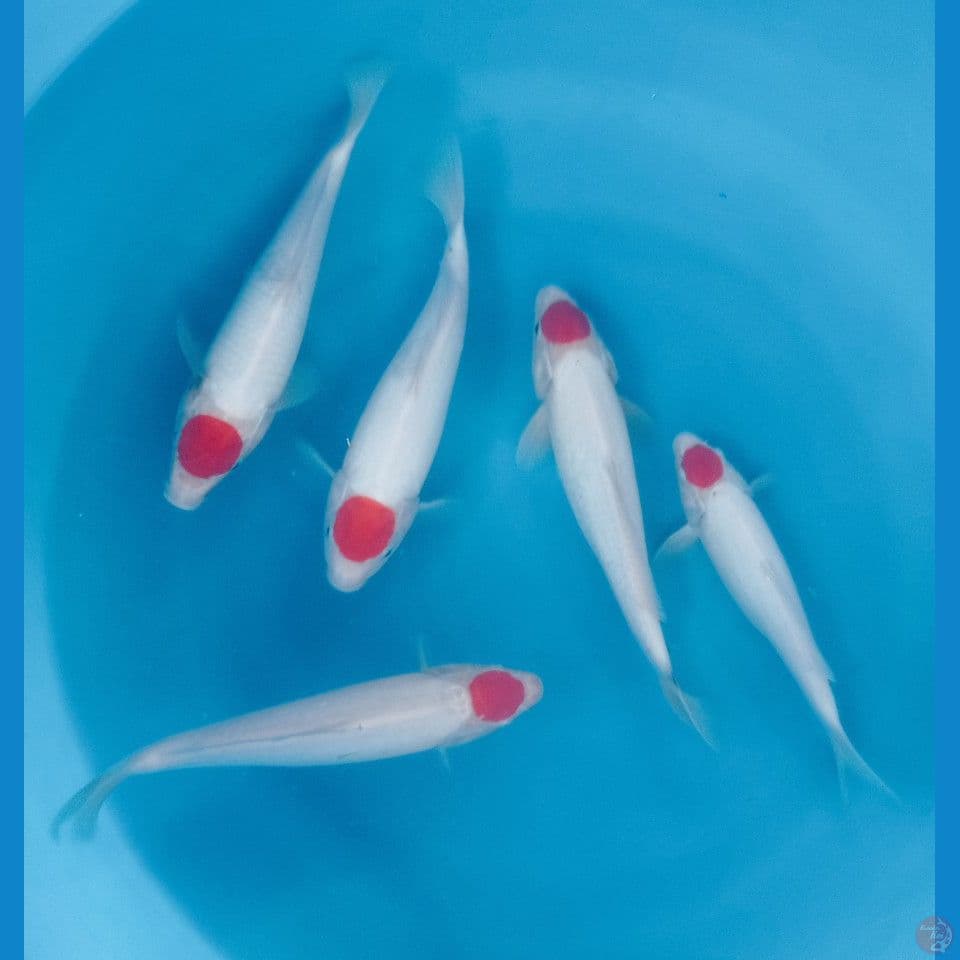 TANCHO KOHAKU 30'32'33CM