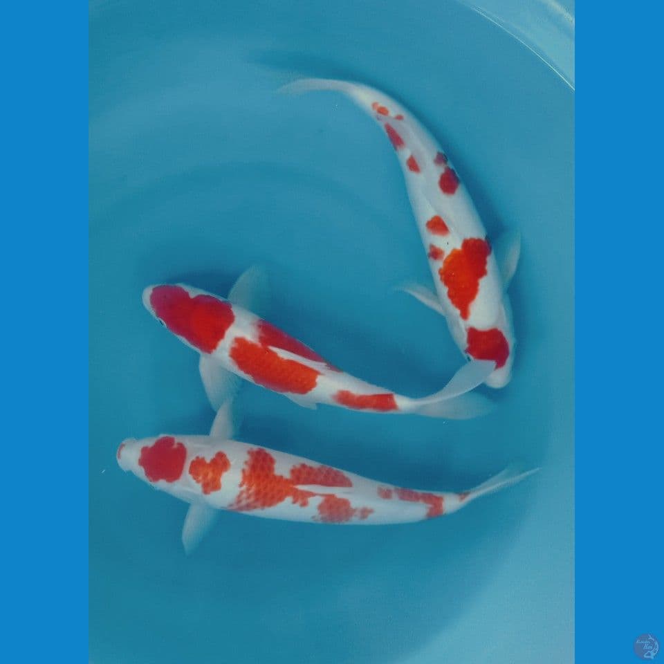 MIX KOHAKU 38'40'43CM