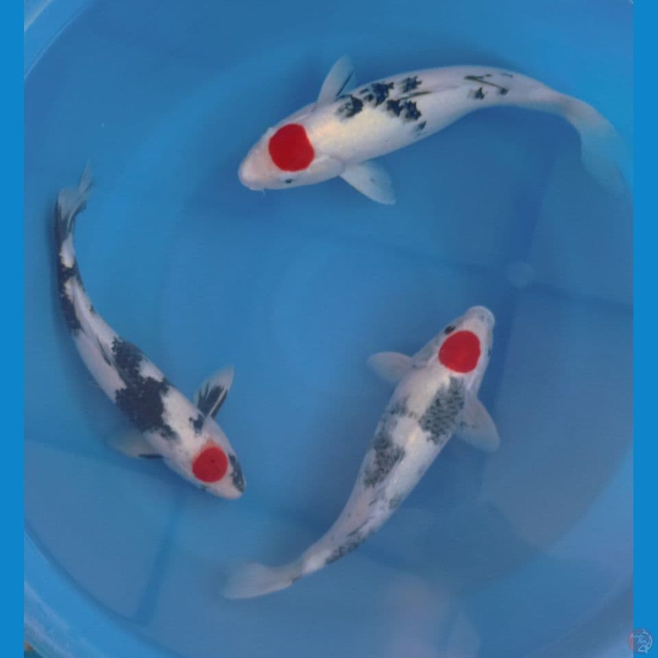 TANCHO 40'55CM