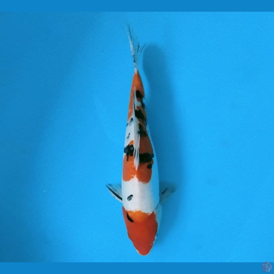 SANKE DOITSU 36CM
