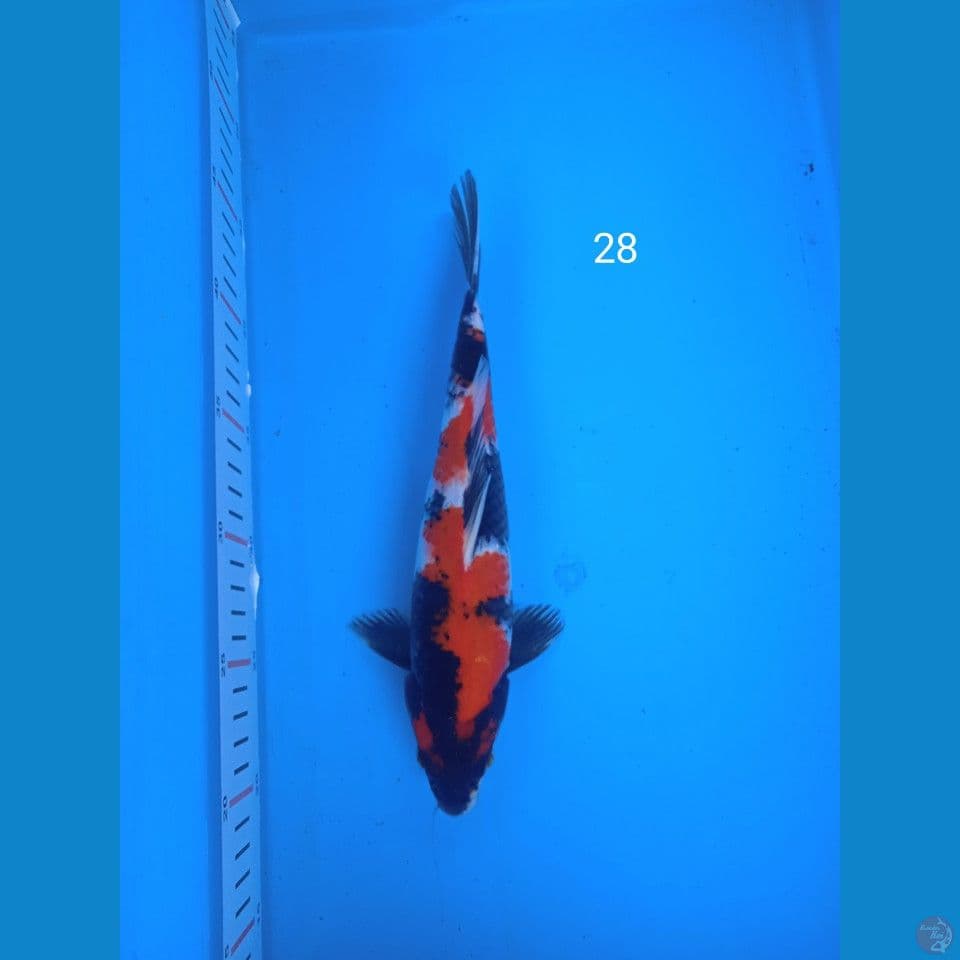 showa 28cm
