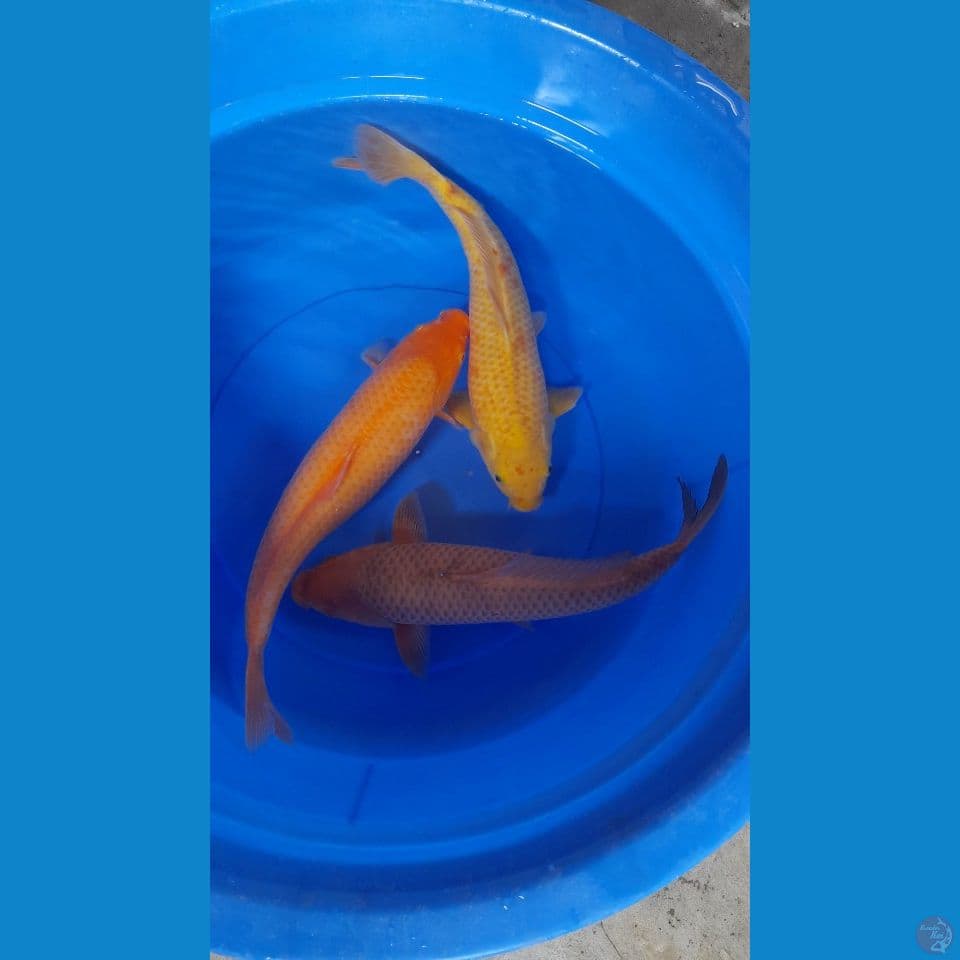 40CM CARAMEL KARASI