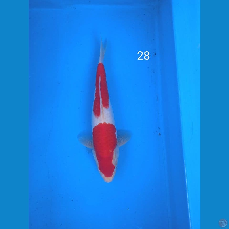 kohaku 28cm