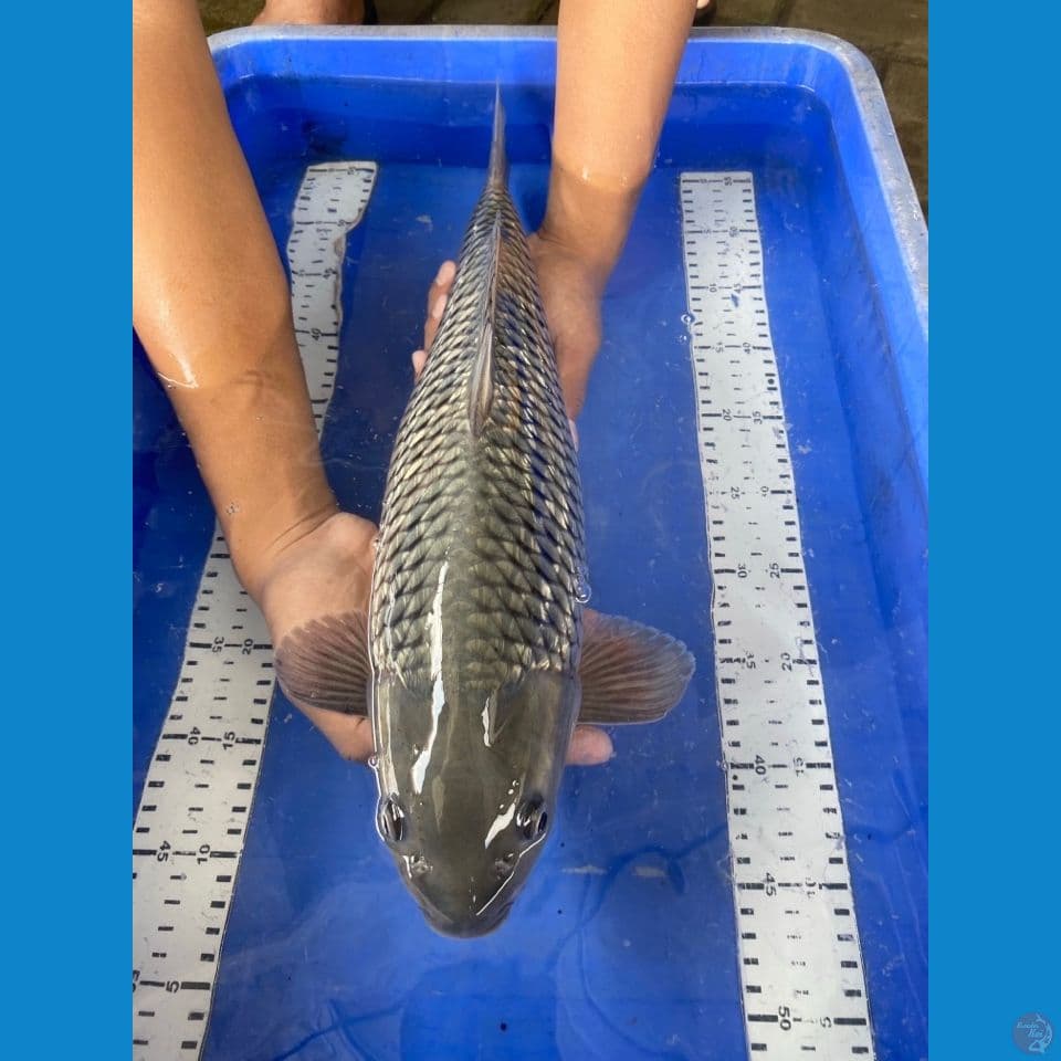 v4 sora 46 male