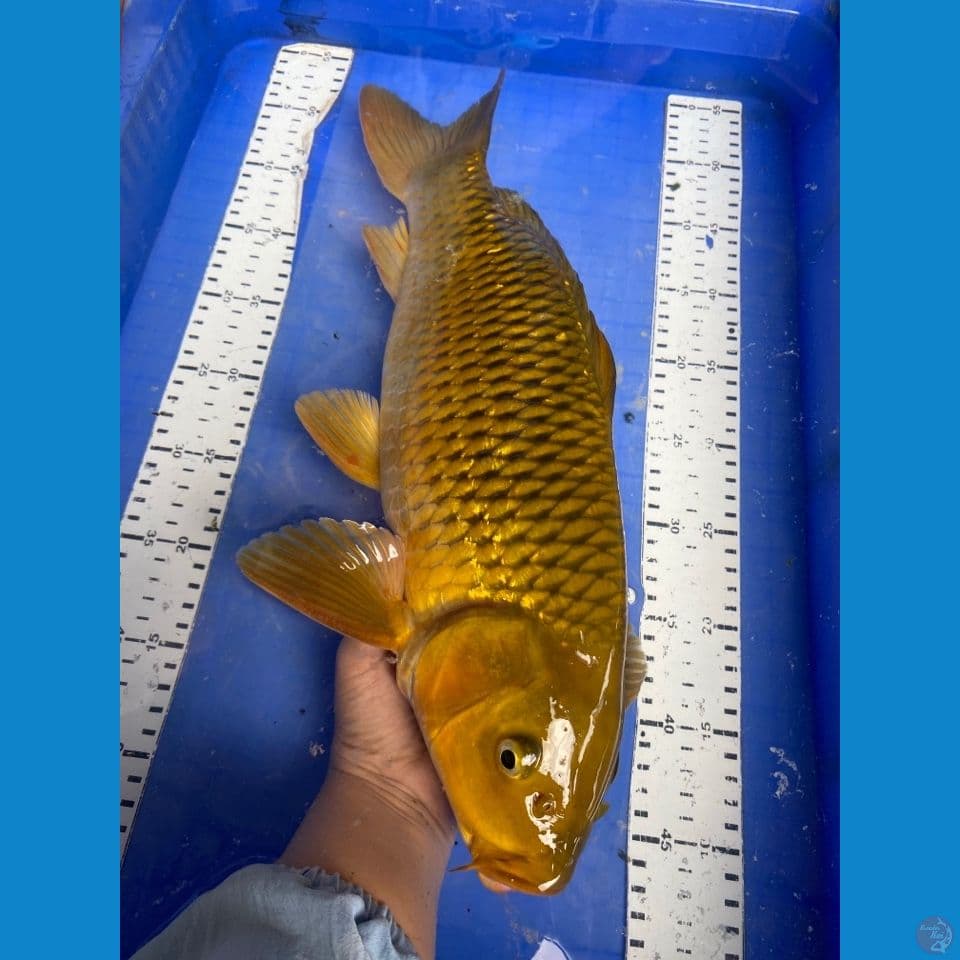 v4 midori 45 male