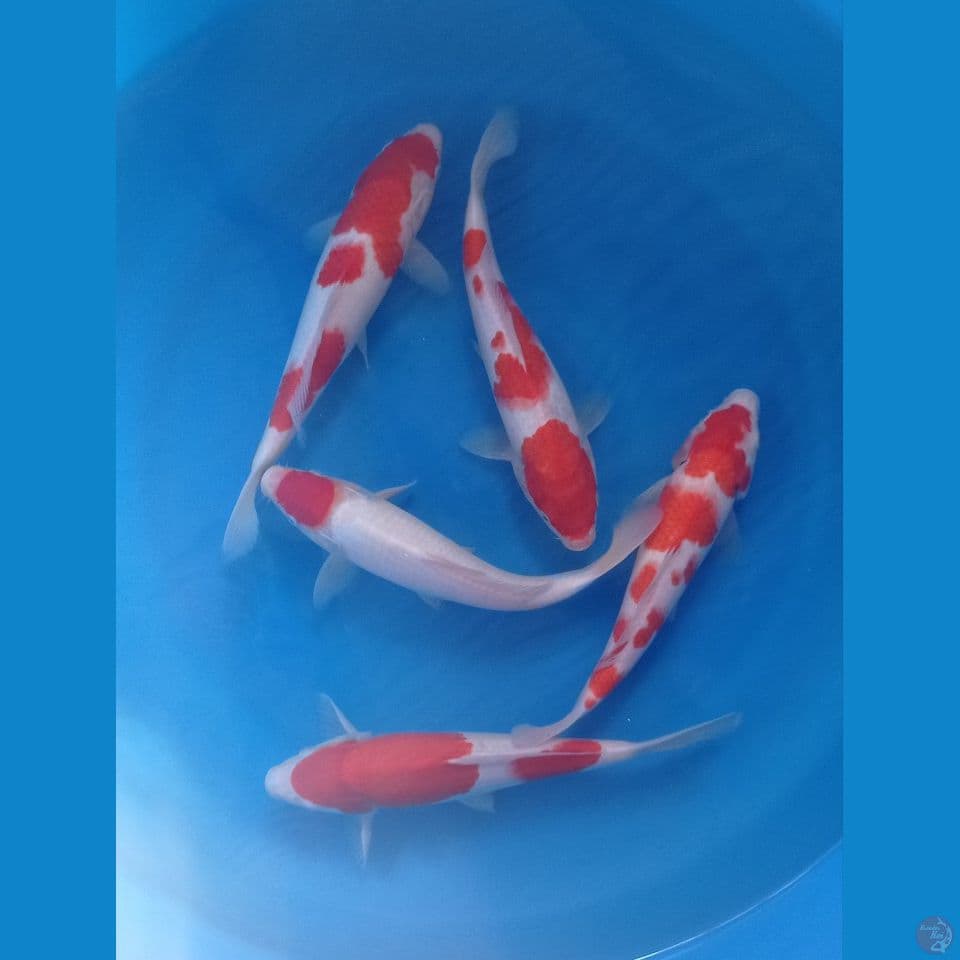KOHAKU 30CM
