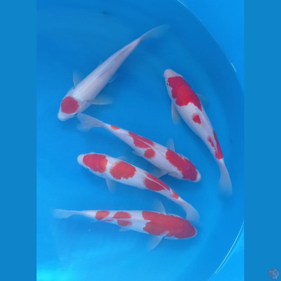 KOHAKU 27'30CM