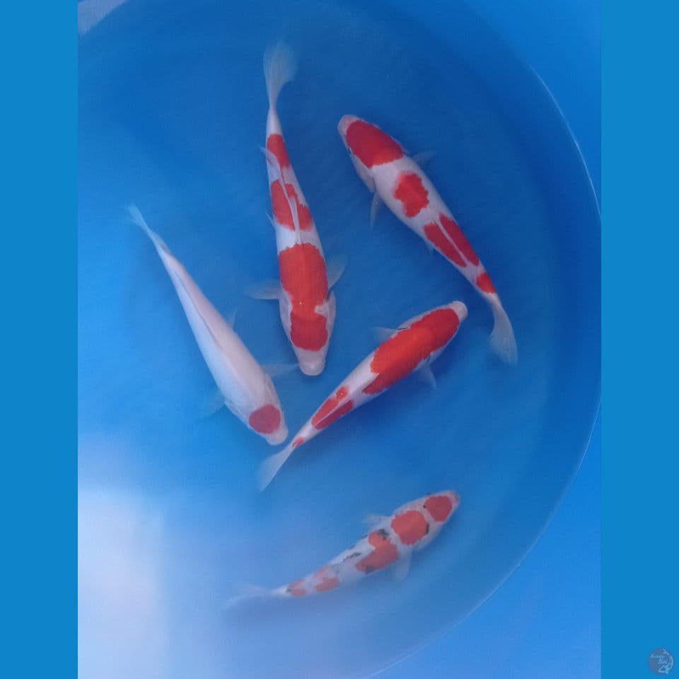 KOHAKU, SANKE 25'30CM
