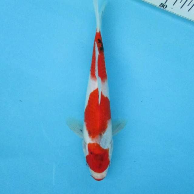 BKS ( Sanke tate 23 cm )