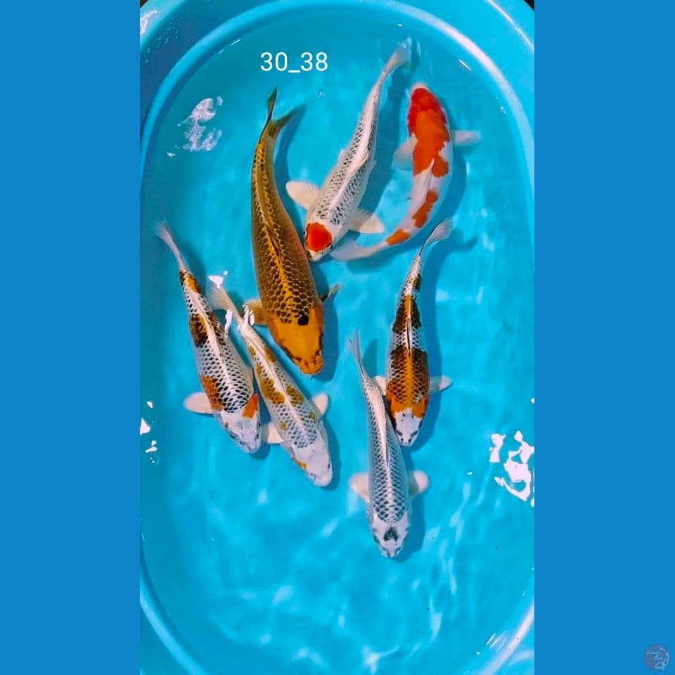 ciamik 30_38cm 7ekor