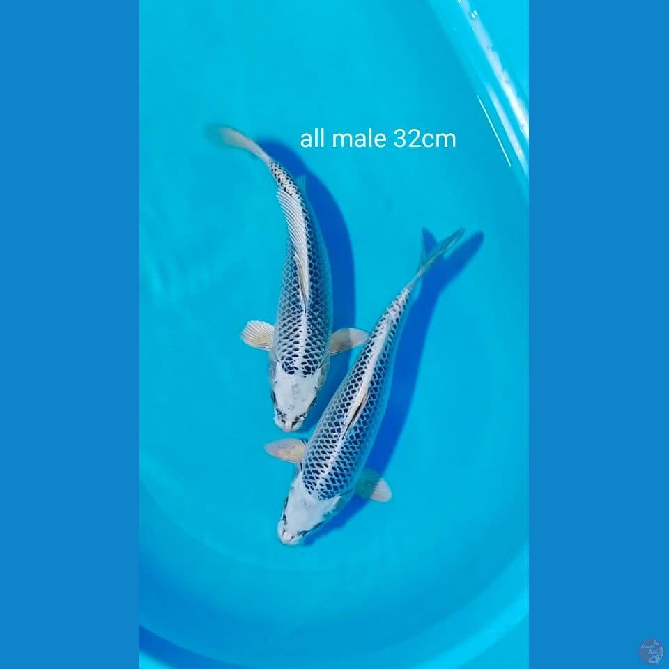 bahan male 32cm