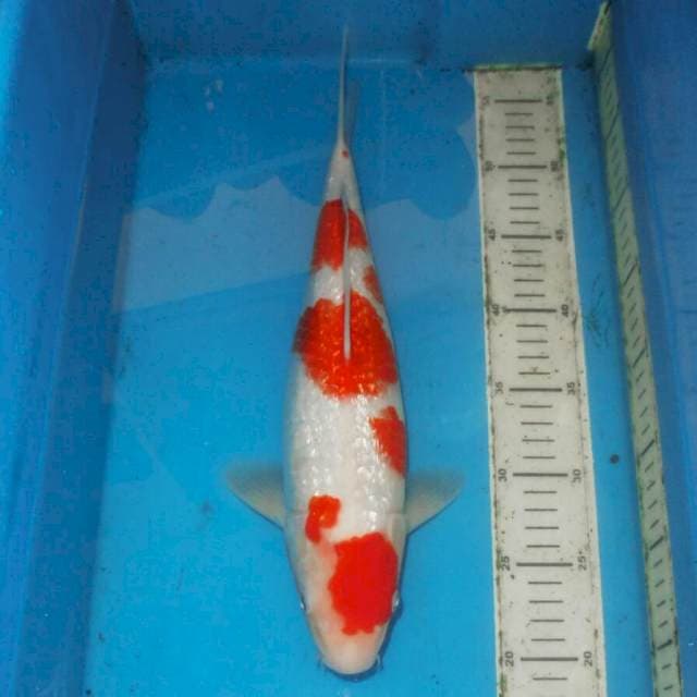 F1 KINGINRIN KOHAKU BLINK BLINK
