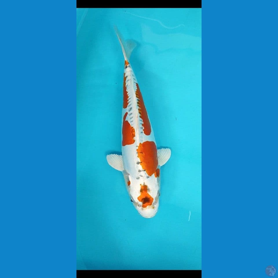 kikusui 35 cm original