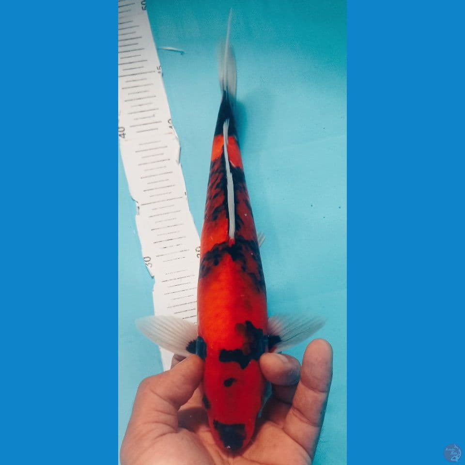 HI SHOWA 32CM