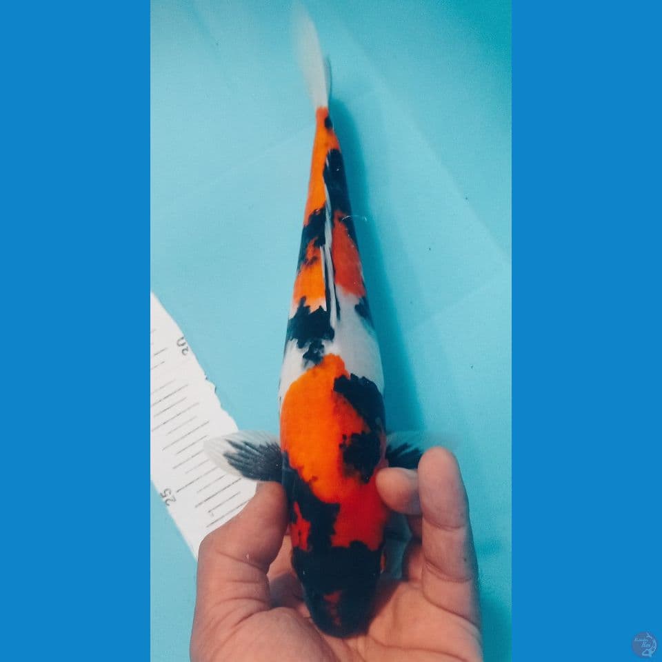 SHOWA 30CM